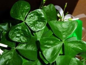 Shamrock used to explain the Trinity.