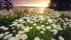 Blessed Easter - Copy