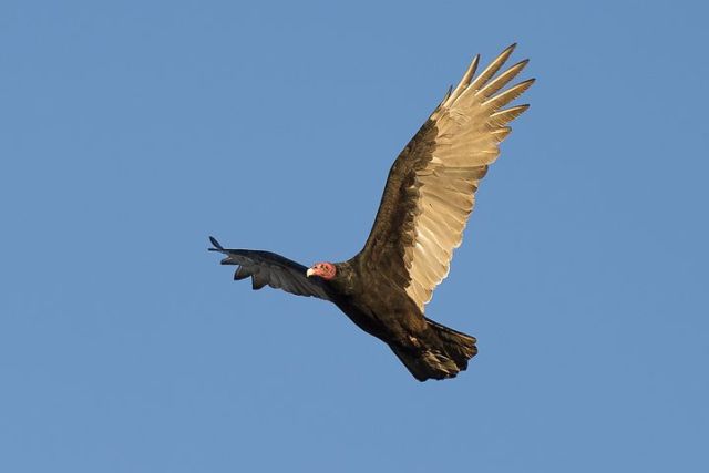 turkey-vulture-1109036__480